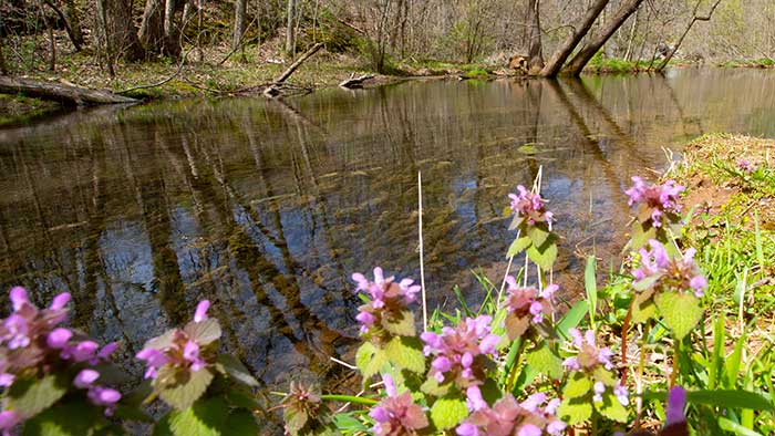 Local wildflowers growing next to a waterway.